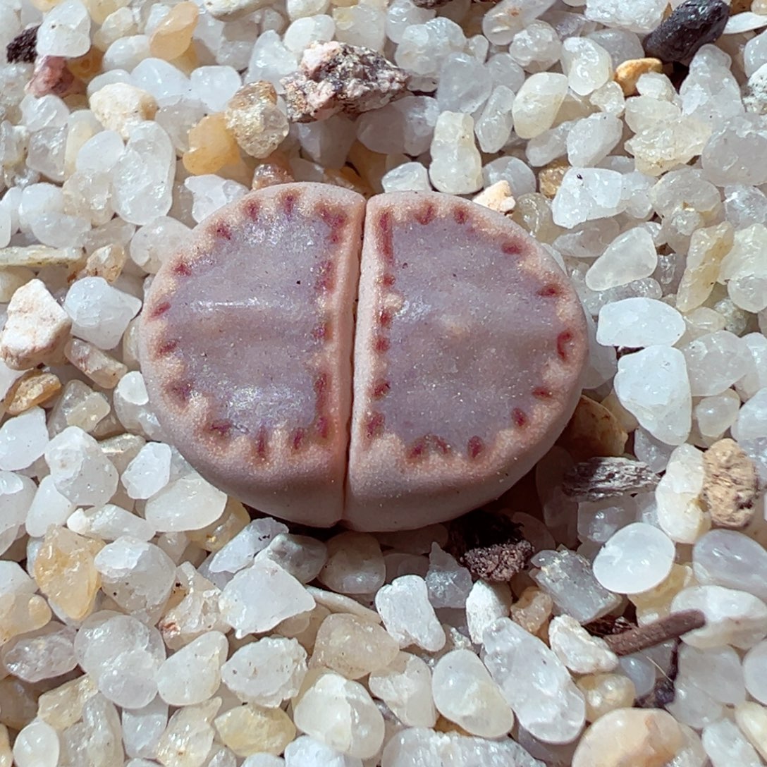 1222-347多肉多肉162a