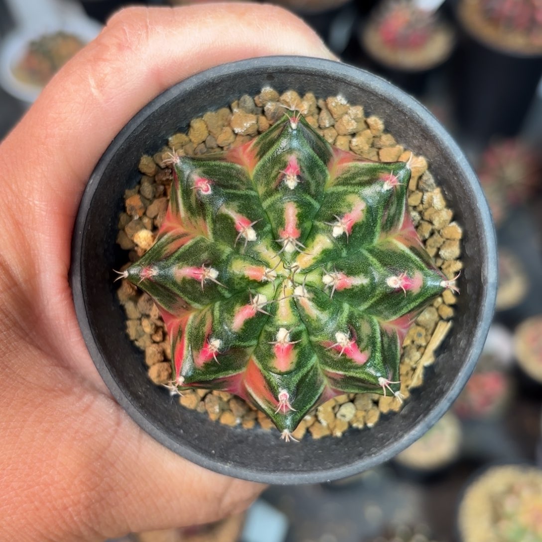  泰系实生仙人球13