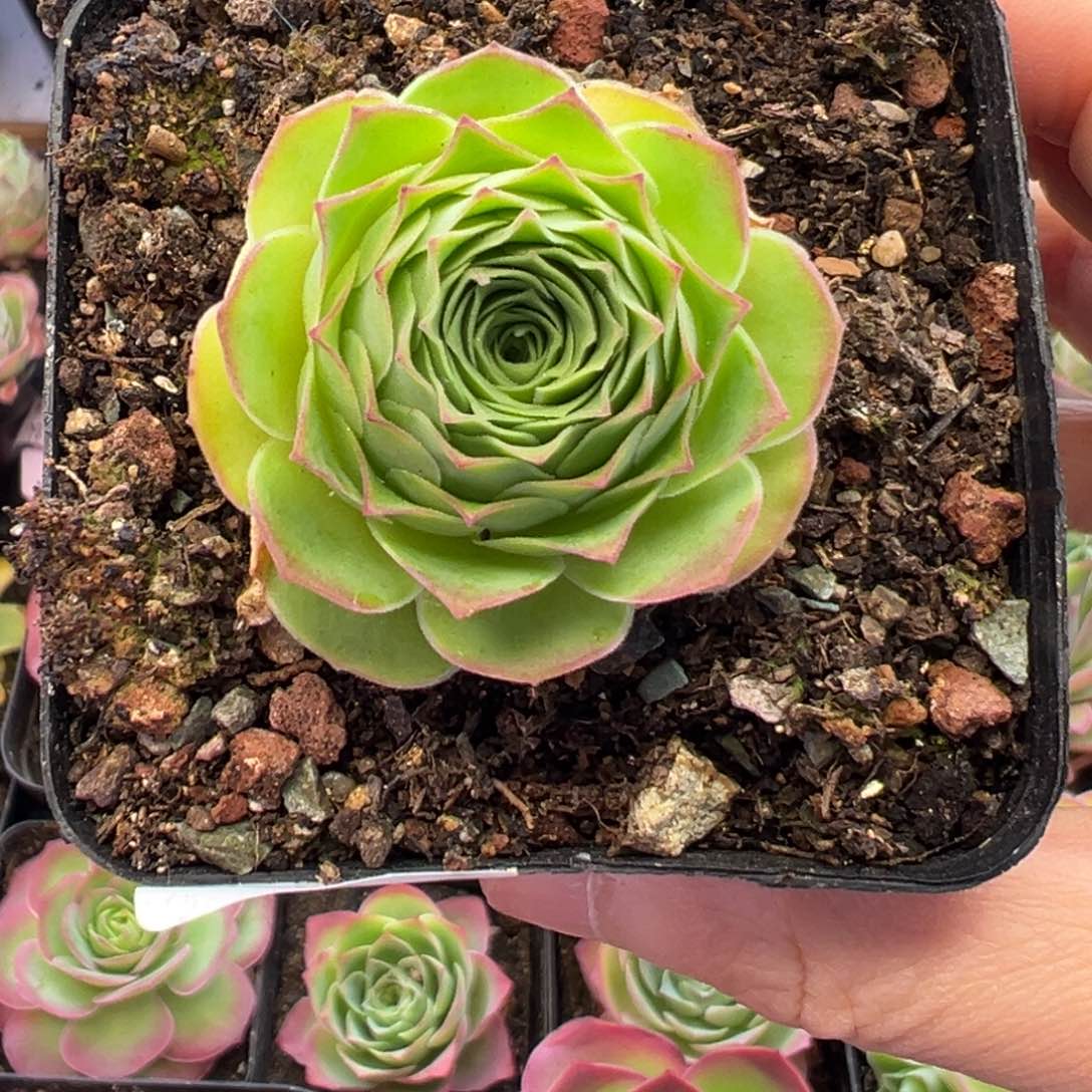 83号飞鱼—山地玫瑰