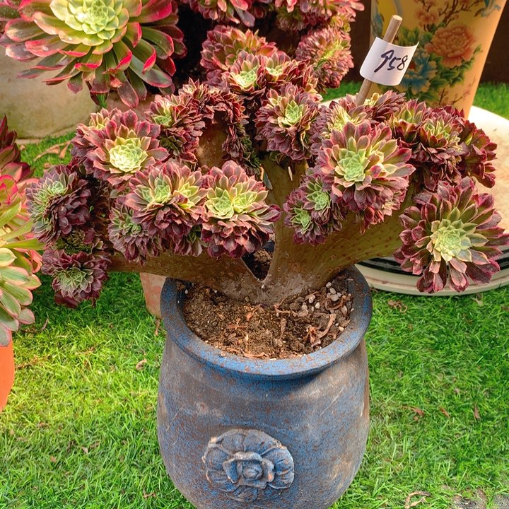 958朝霞锦缀化法师多肉