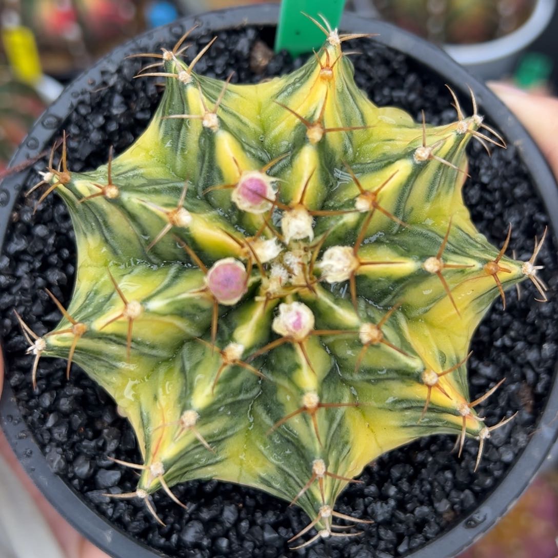 泰系实生白锦肋骨锦182