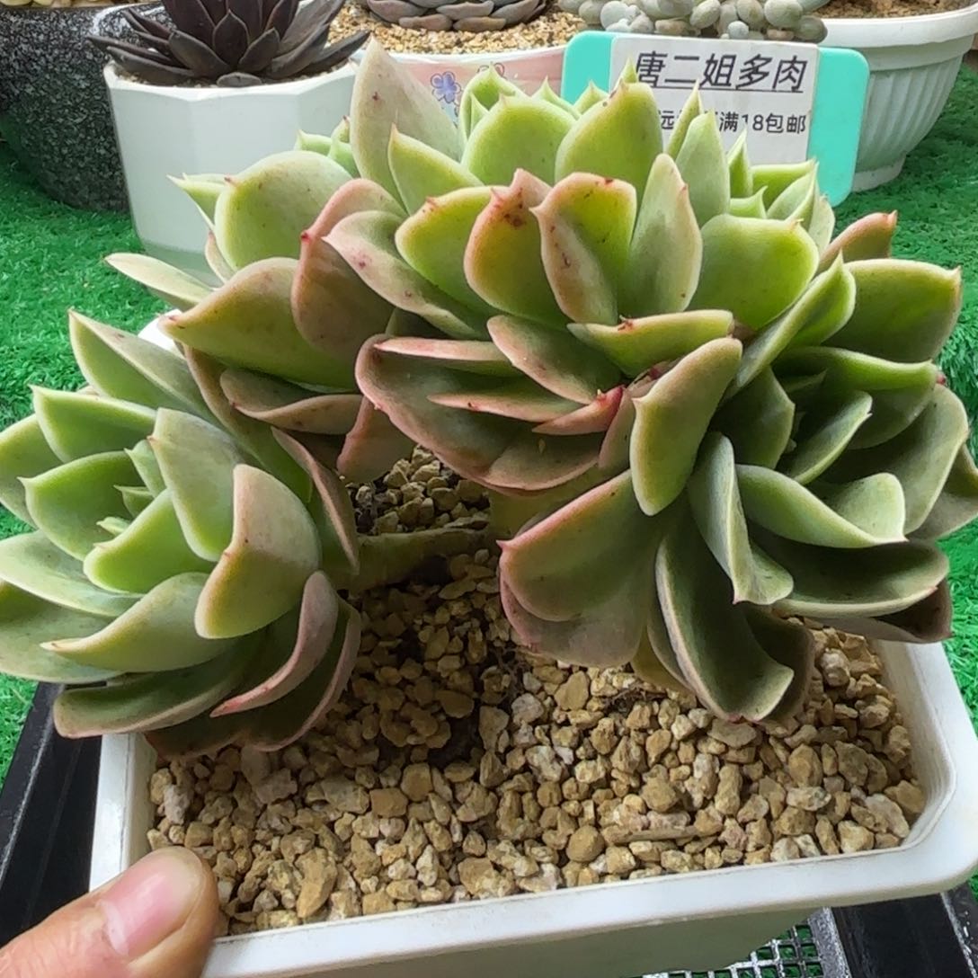 唐二姐多肉编号118