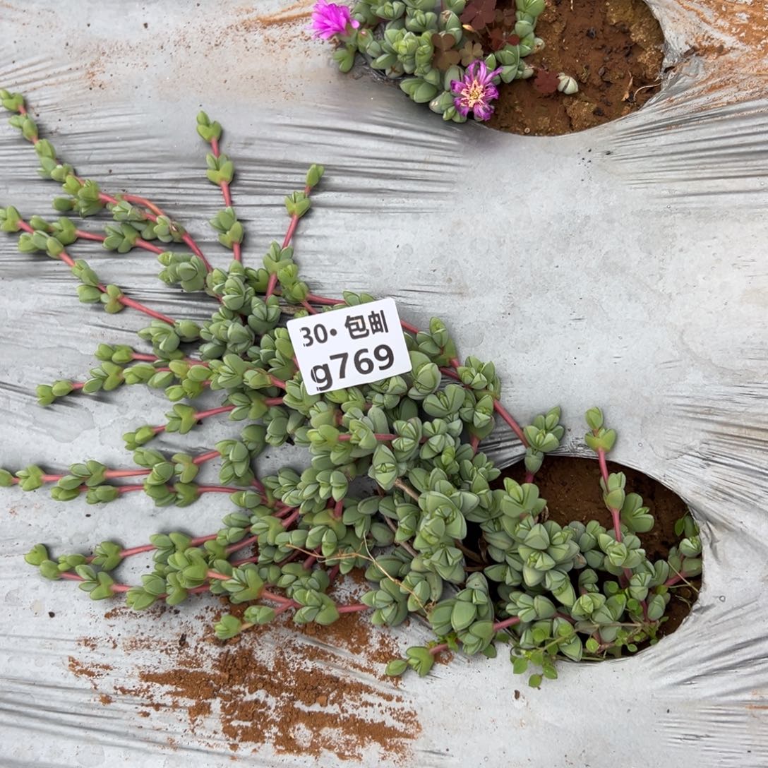 769 多肉法师碧玉连