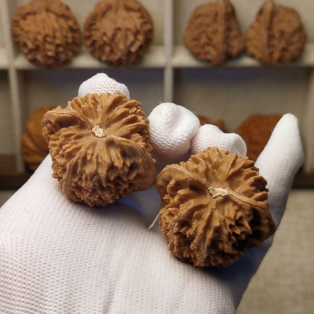 41尺满天星核桃新货下树