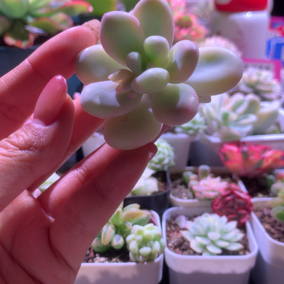 奶酪覆轮锦砍头有杆子