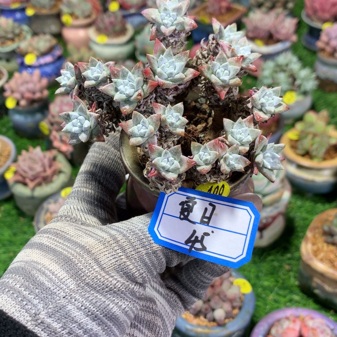 夏****夏日      1花              