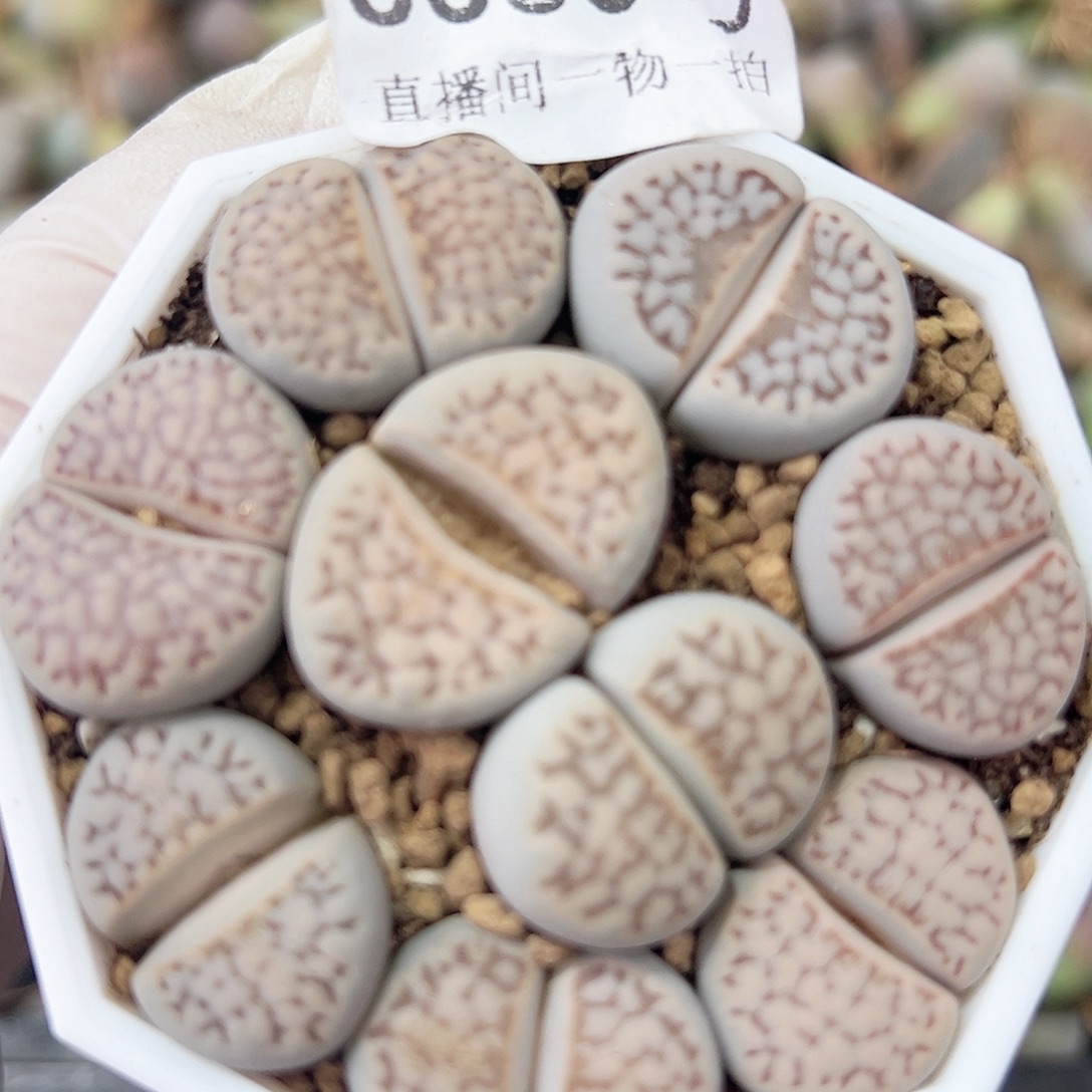 8689 好养易活生石花大母本