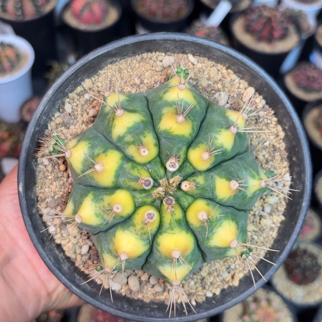 泰系金龟母本仙人球