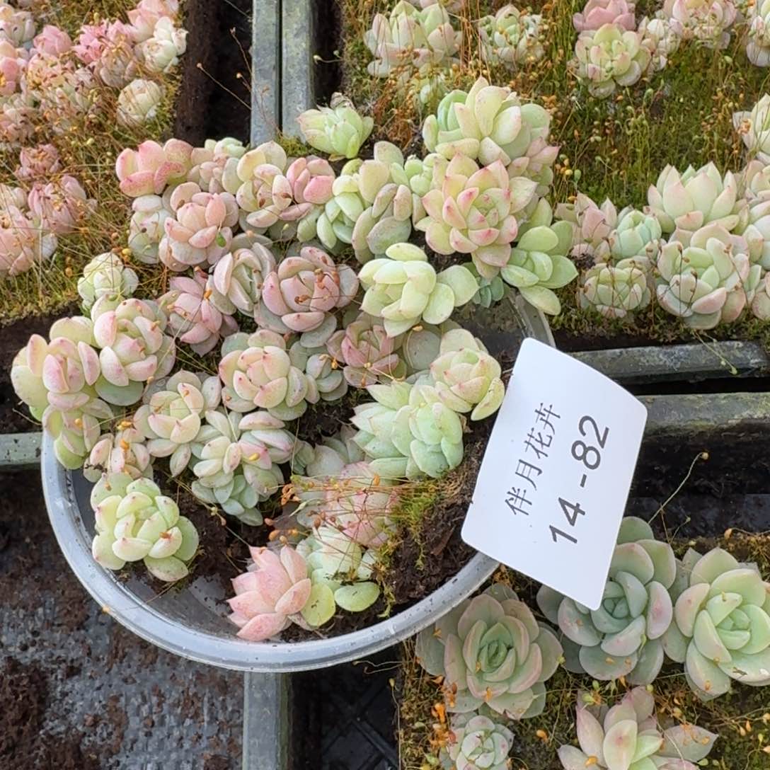 宽叶美尼珍妮糖心14-82