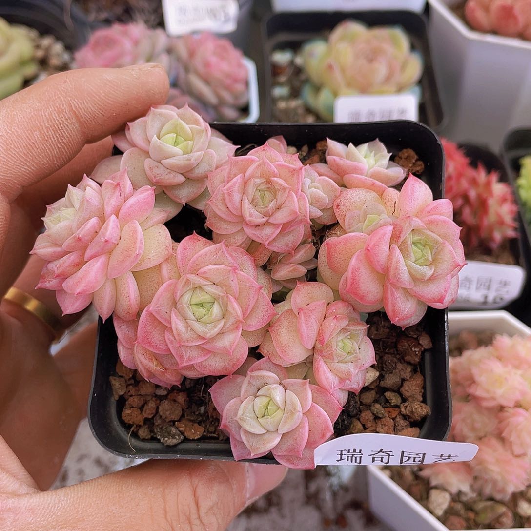 0000000000000022量拍