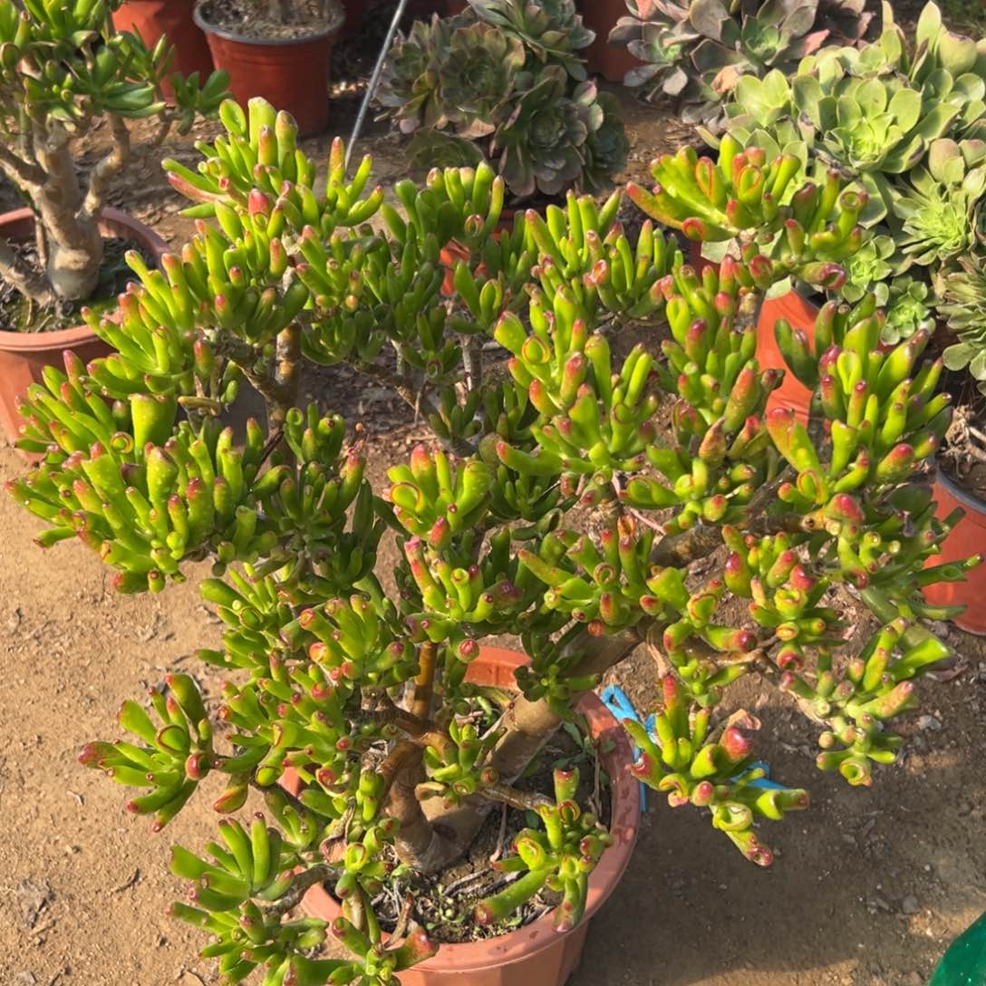 多肉植物中央音乐学院哟