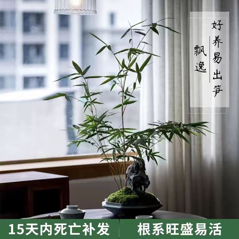 一物一拍直播专享室内观赏竹 红观音翡翠观音竹内门竹