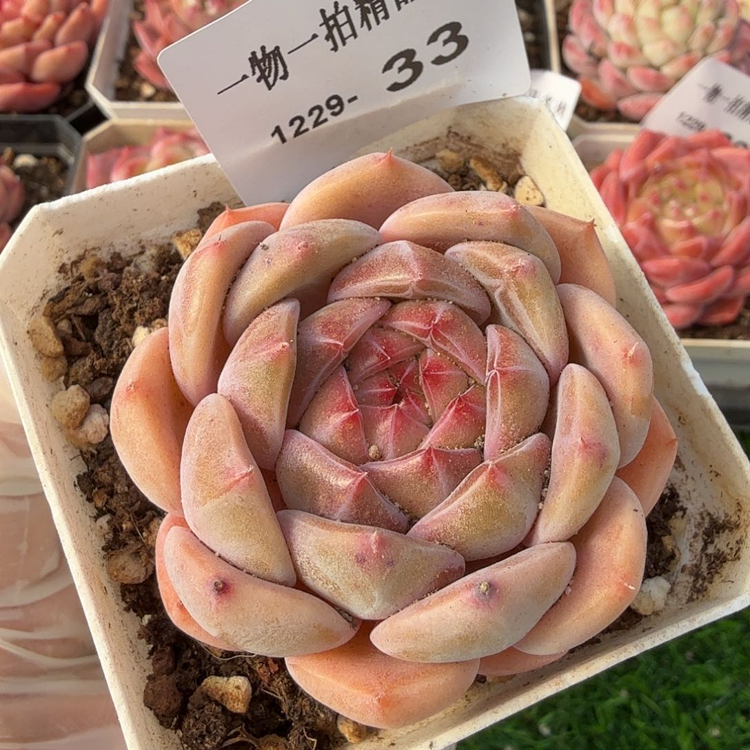 1229-33多肉一物一拍