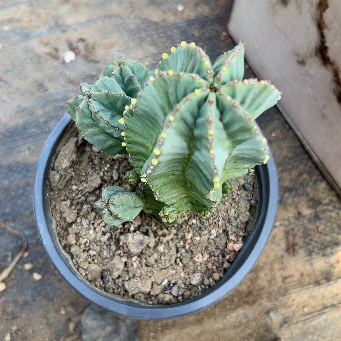 多肉植物下播福利