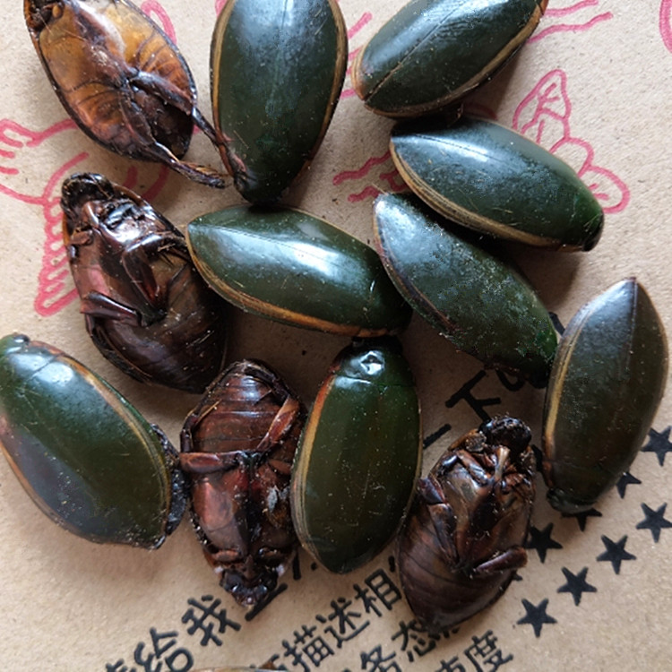 东北龙虱水鳖虫金边龙虱水蟑螂新鲜速冻顺丰快递好吃新货