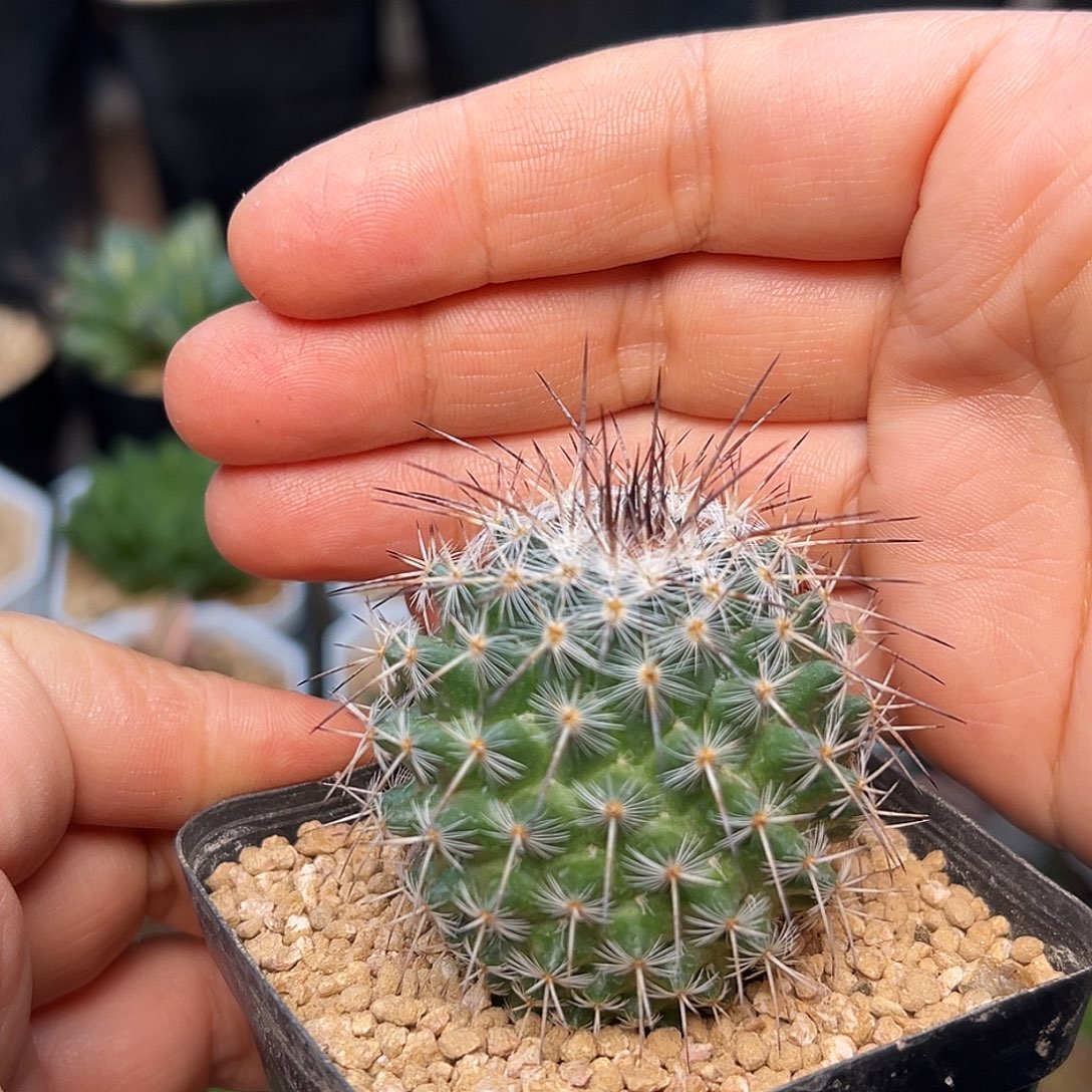 长刺白王丸实生球一颗