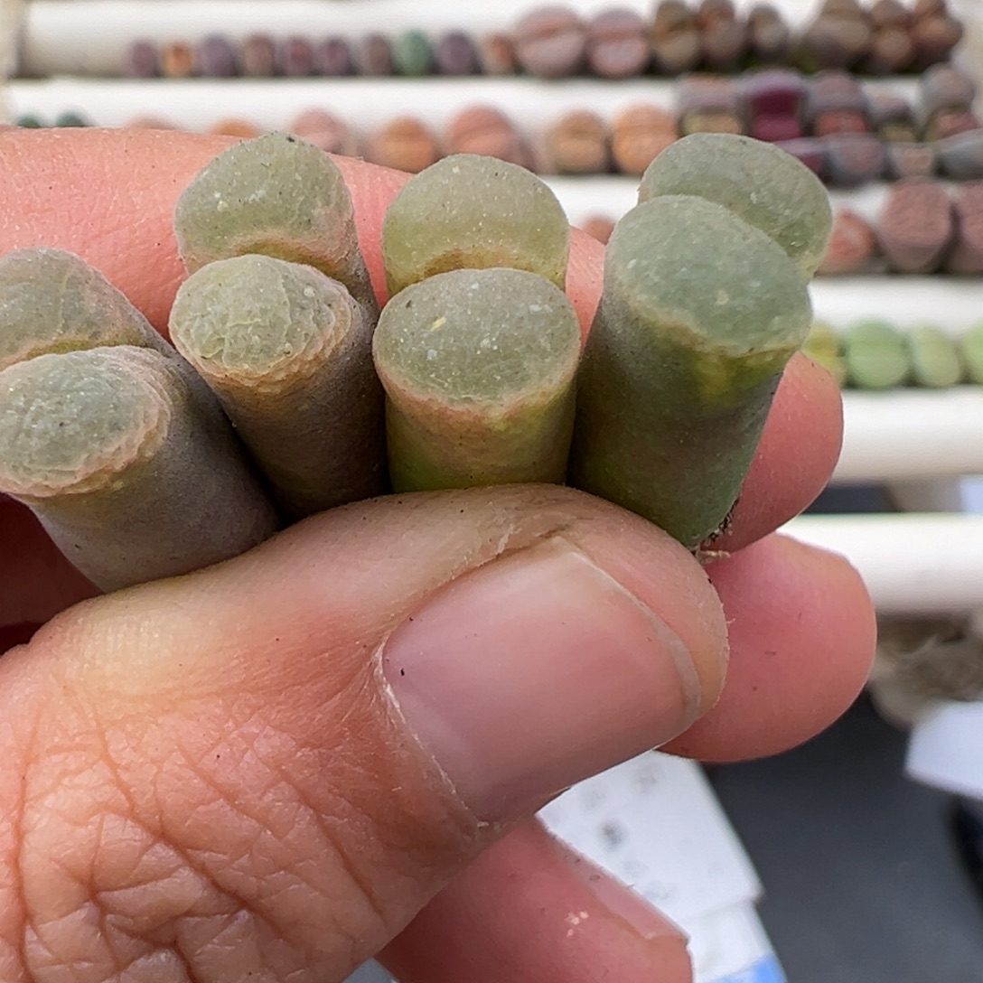 12.20好看的多肉脱土发货373