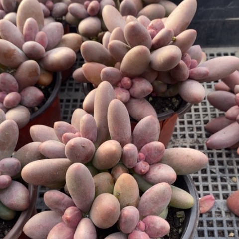 无花朵✨****?2413号一物一拍糖果