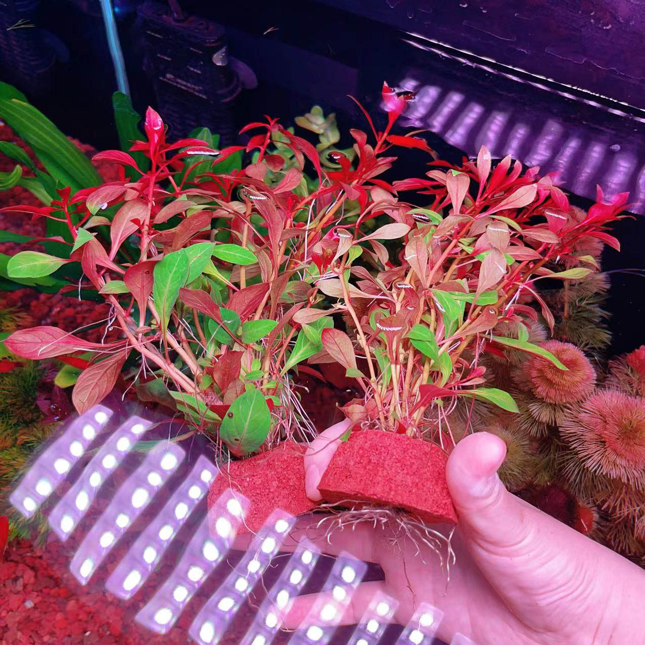 【玫瑰丁香】造景装饰新手级真水草好养耐活增氧淡水植物