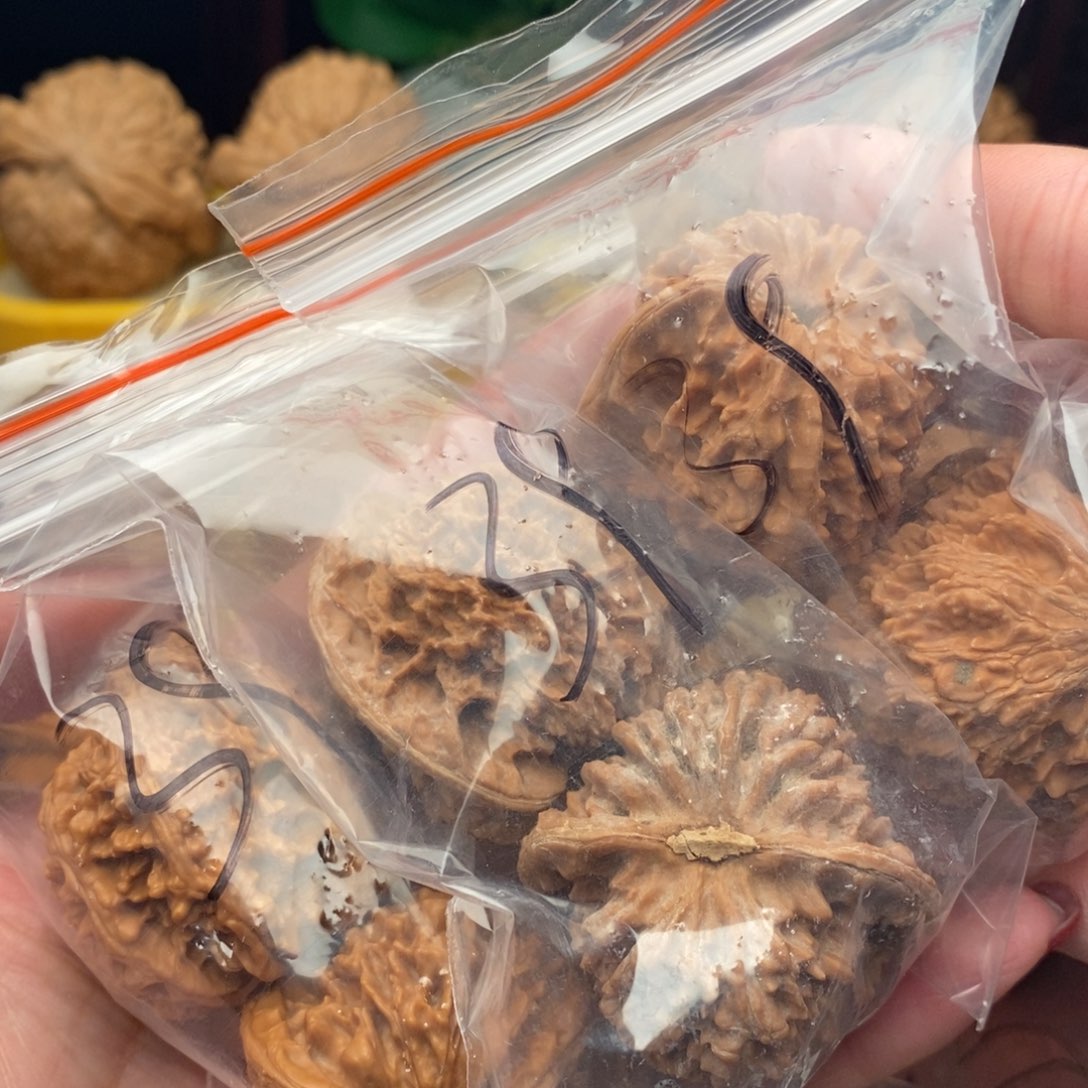 文玩核桃把件满天星39