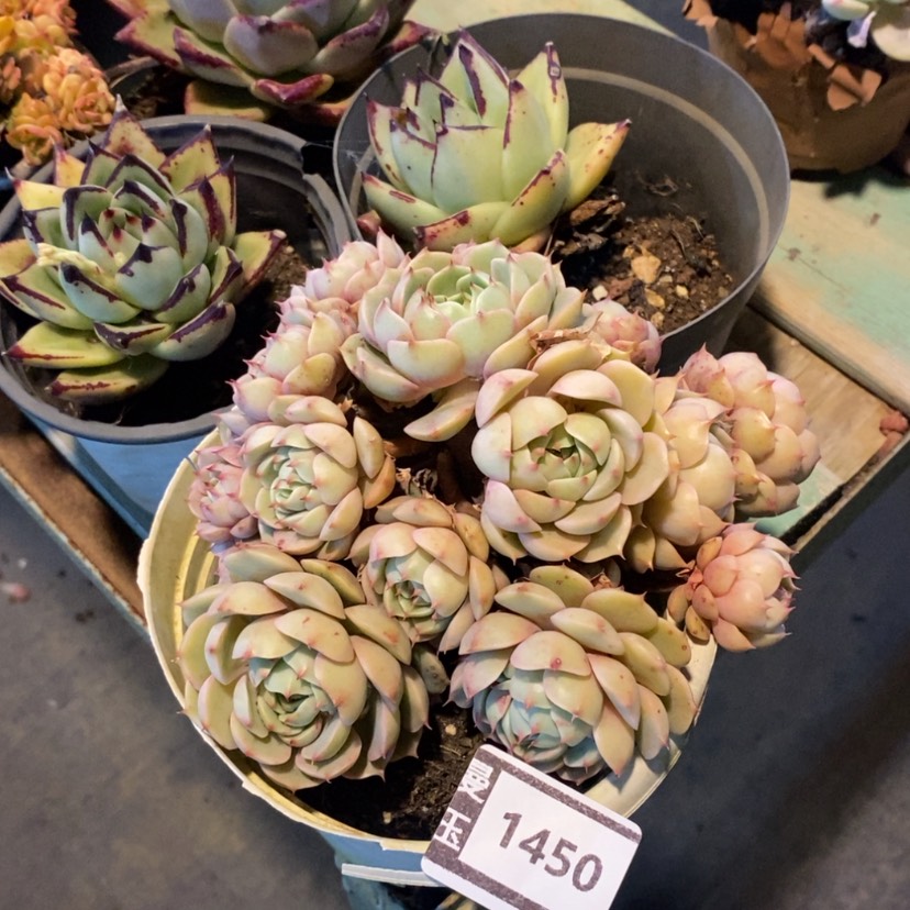 【闪购商品】笨吧1450