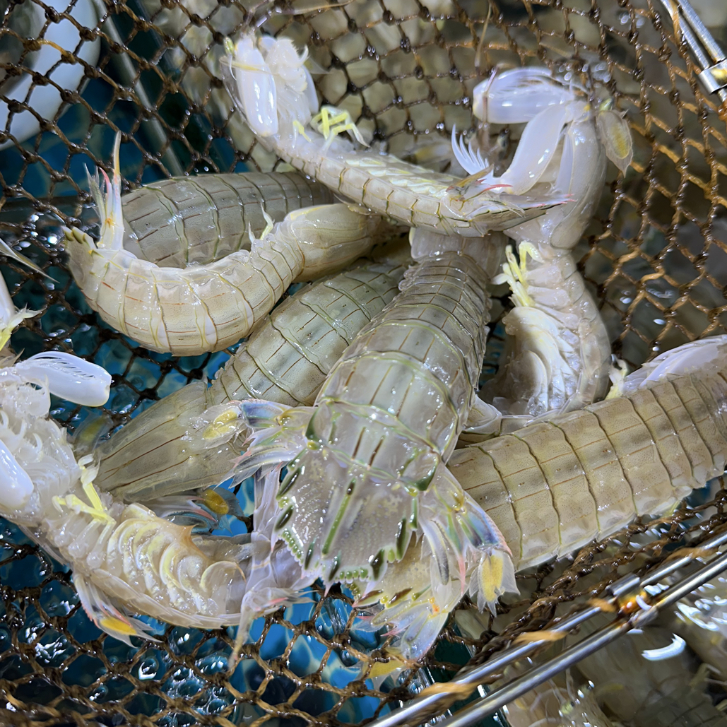 3斤海捕皮皮虾（保鲜不包活）