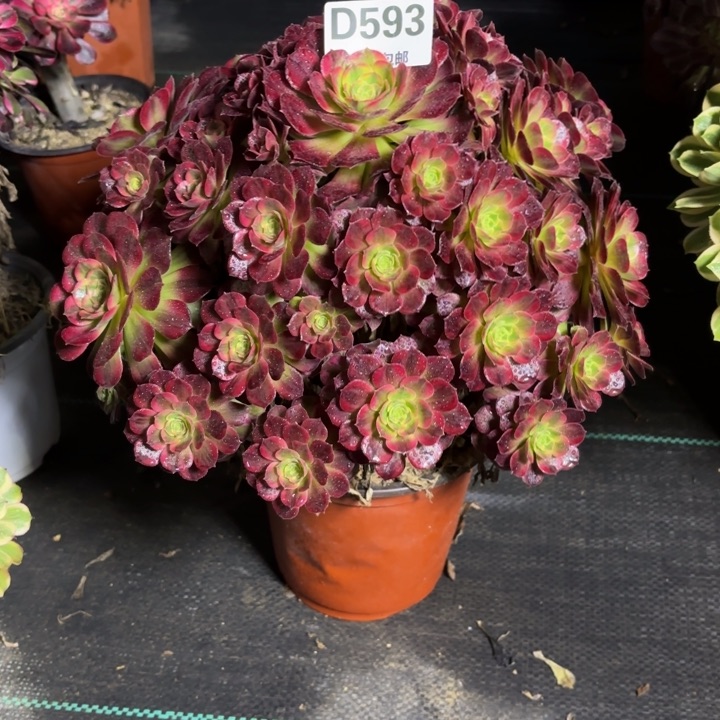 瑞妈一物一拍593