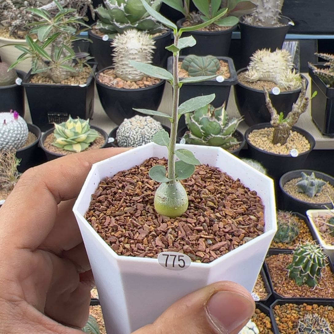 小火星人一物一拍775