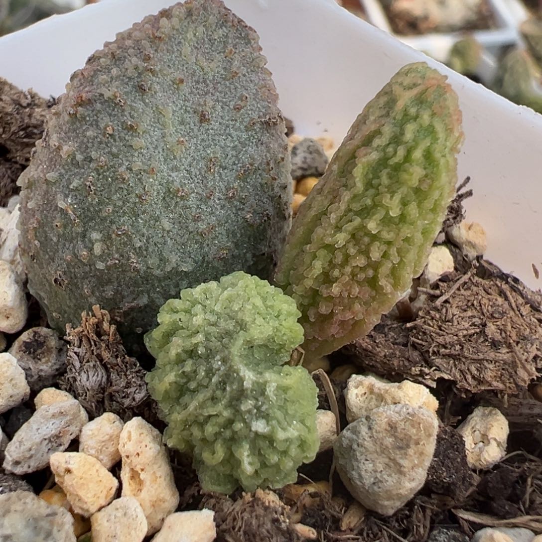 实生新品大苗多肉植物