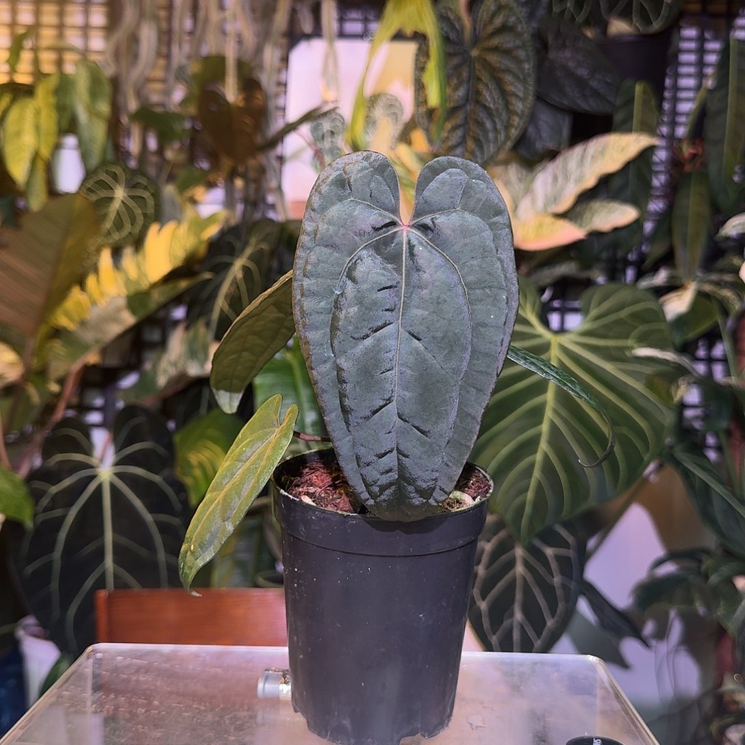 完全开放Q137午夜魅影