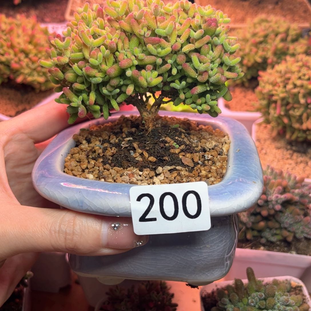 200蜜桔可爱多肉植物