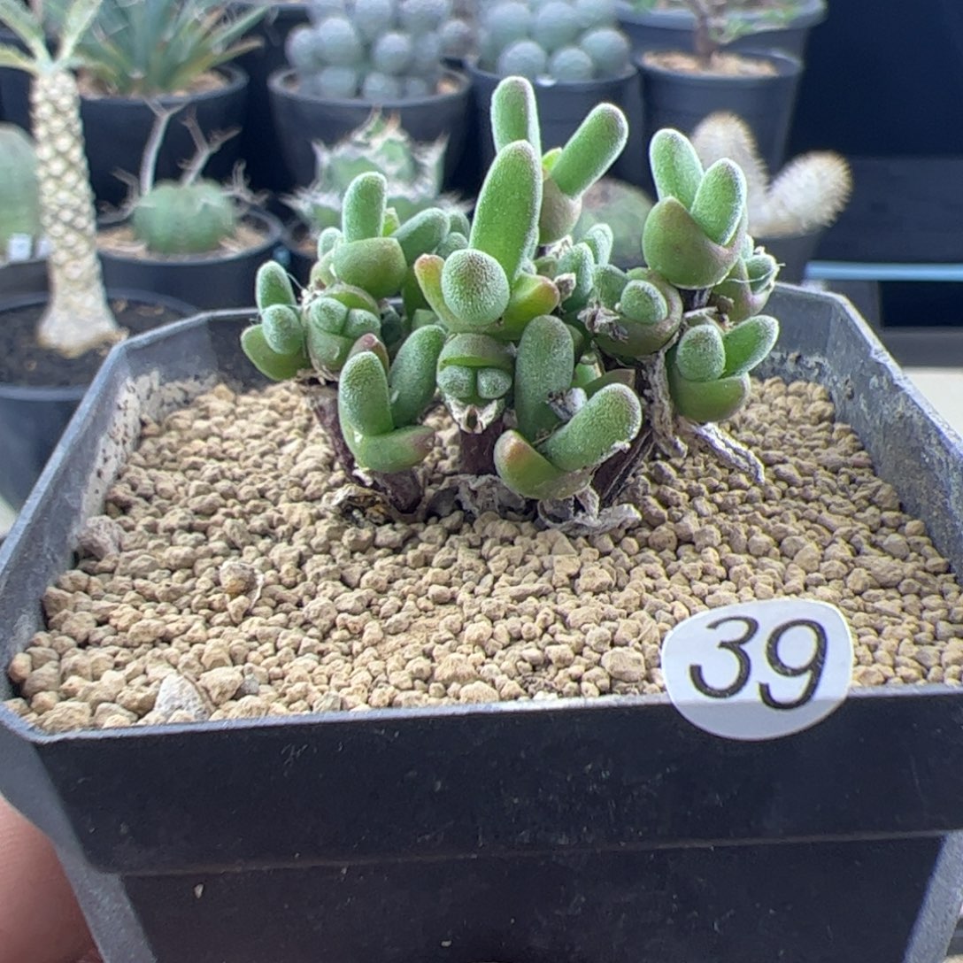 短耳朵小兔子一物一拍