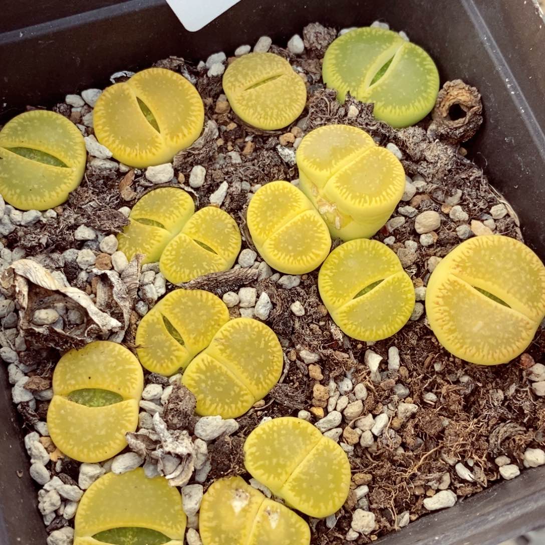 我的小姐姐们都是我的654