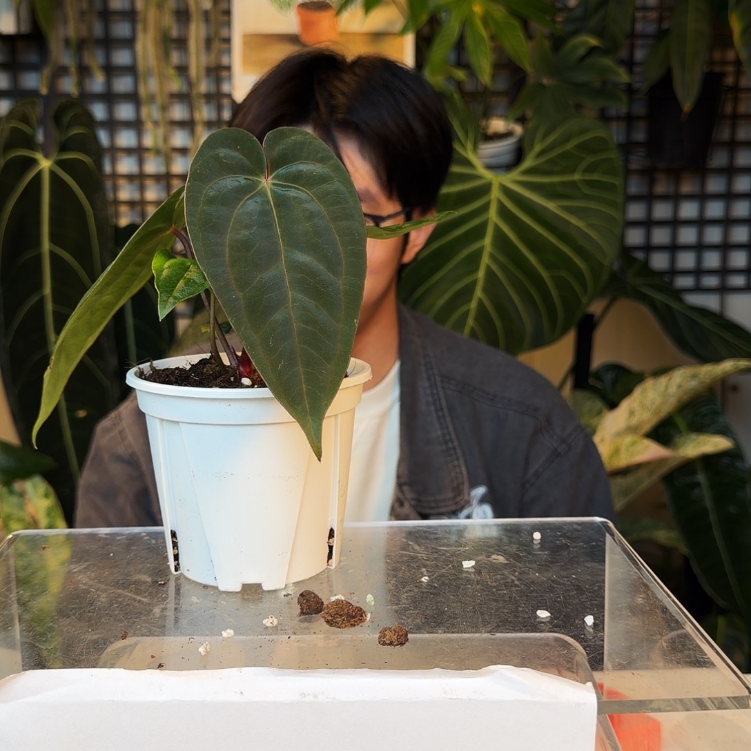 完全开放P102bvep杂黑桃