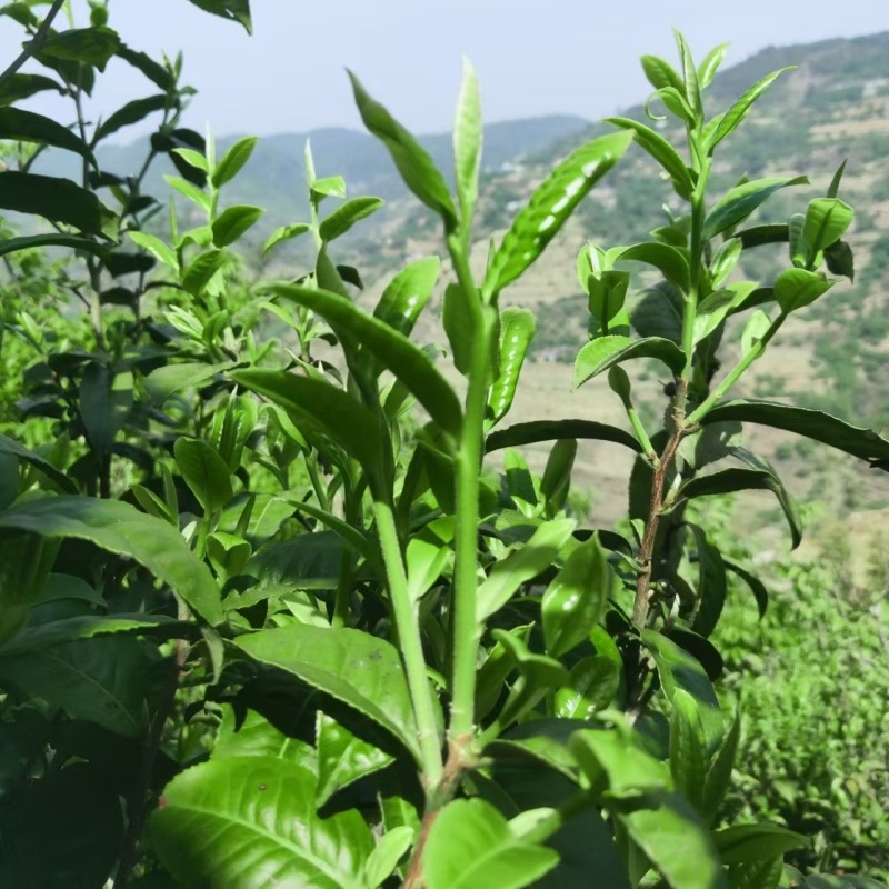 帕沙古树熟茶 普洱茶饼 200g/饼