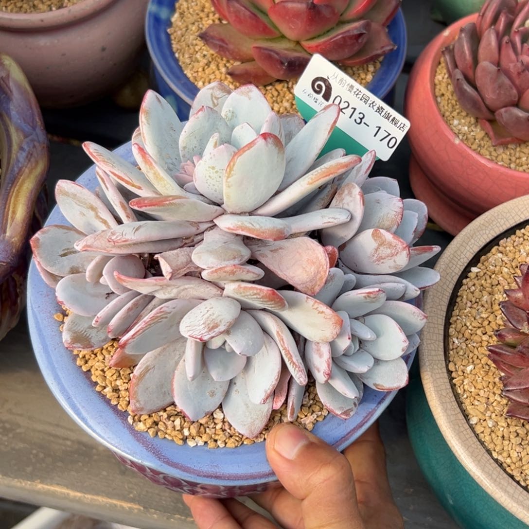 多肉一物一拍0213-170