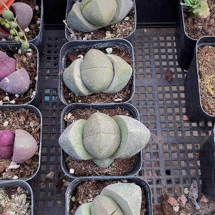 6.5方大元宝带盆土发