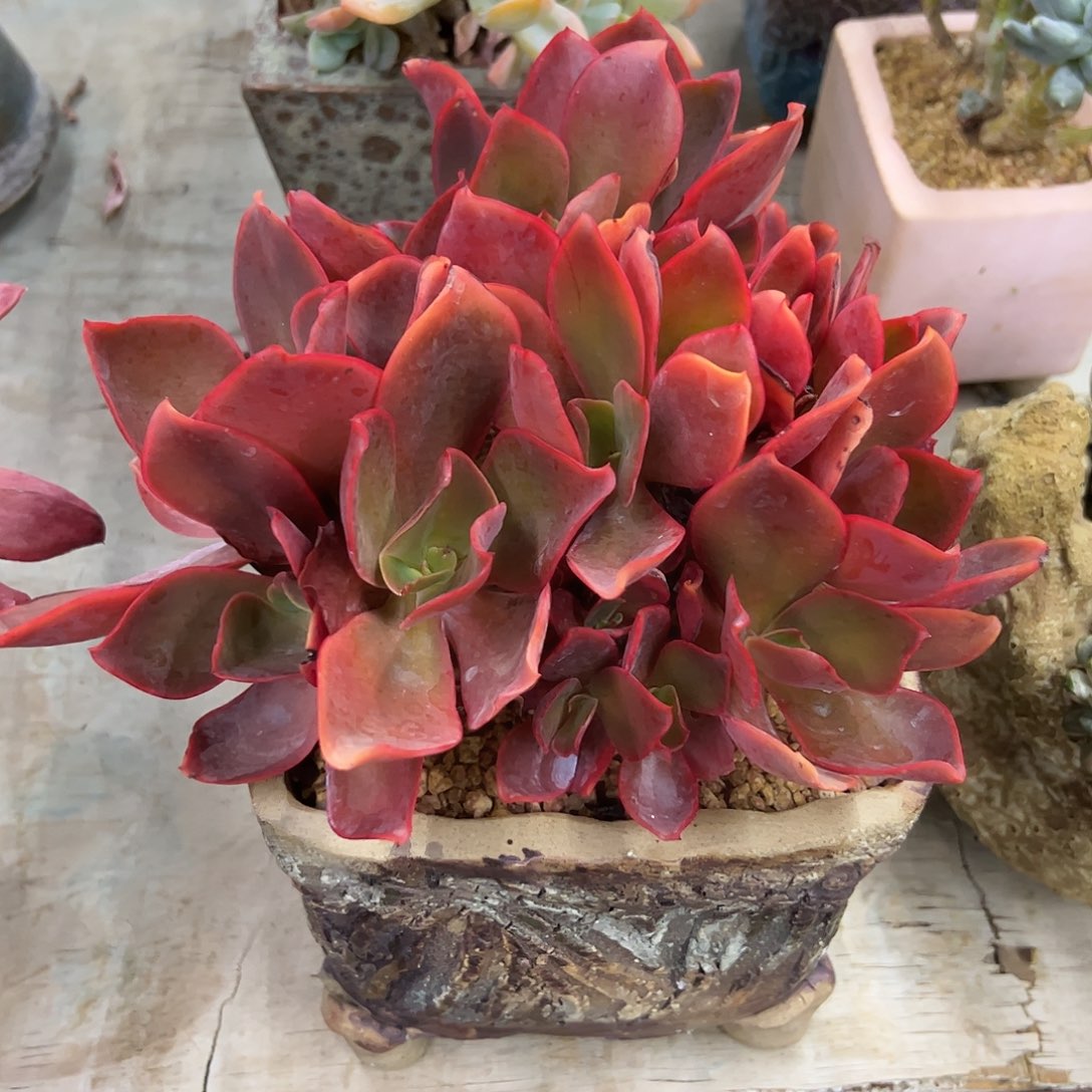 酒杯玫瑰68 零零多肉植物