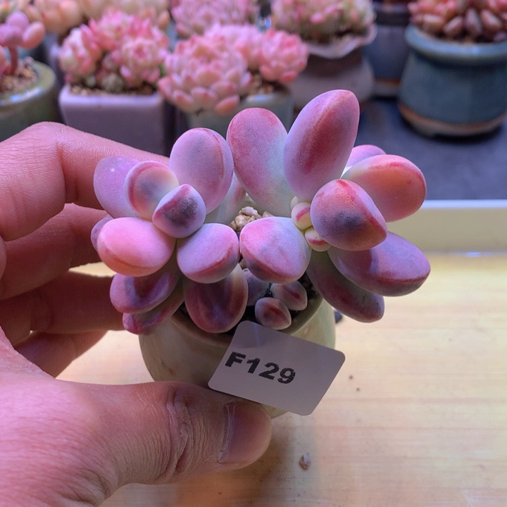 一物一拍满38包邮F129