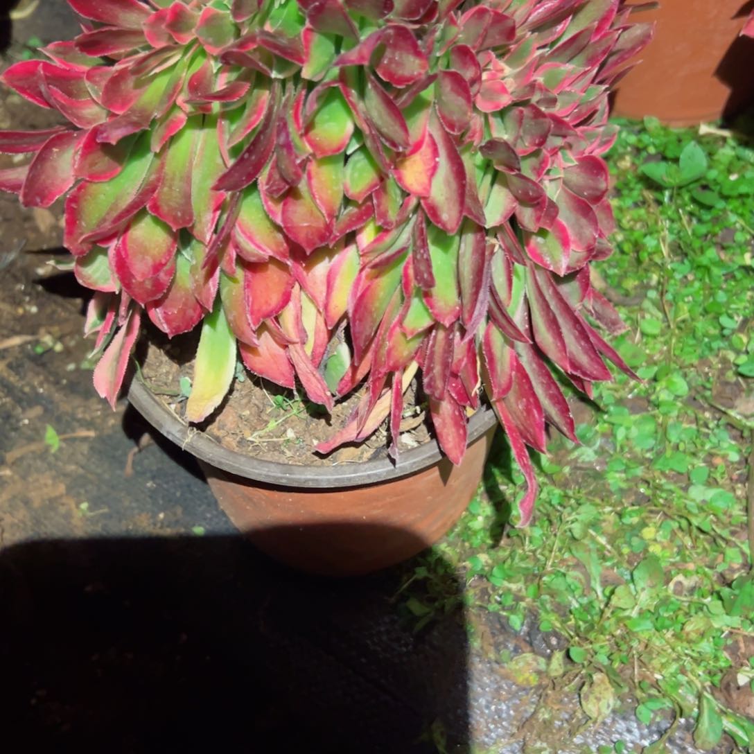 3053 号多肉法师植物新年福利