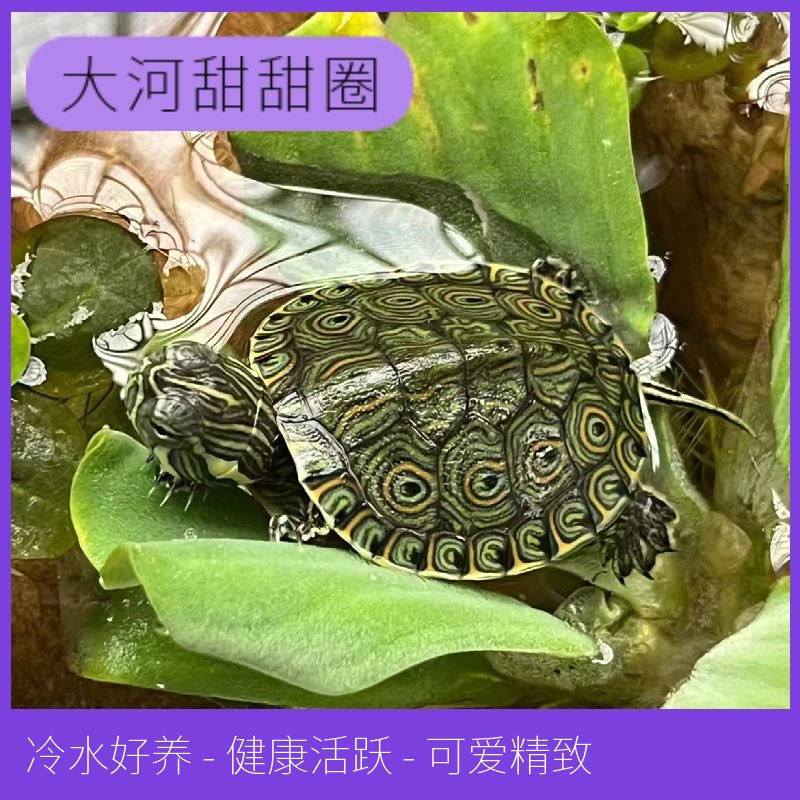 大河甜甜圈龟塔巴斯哥尼加拉瓜彩深水龟玩具活体宠物乌龟东部佛州