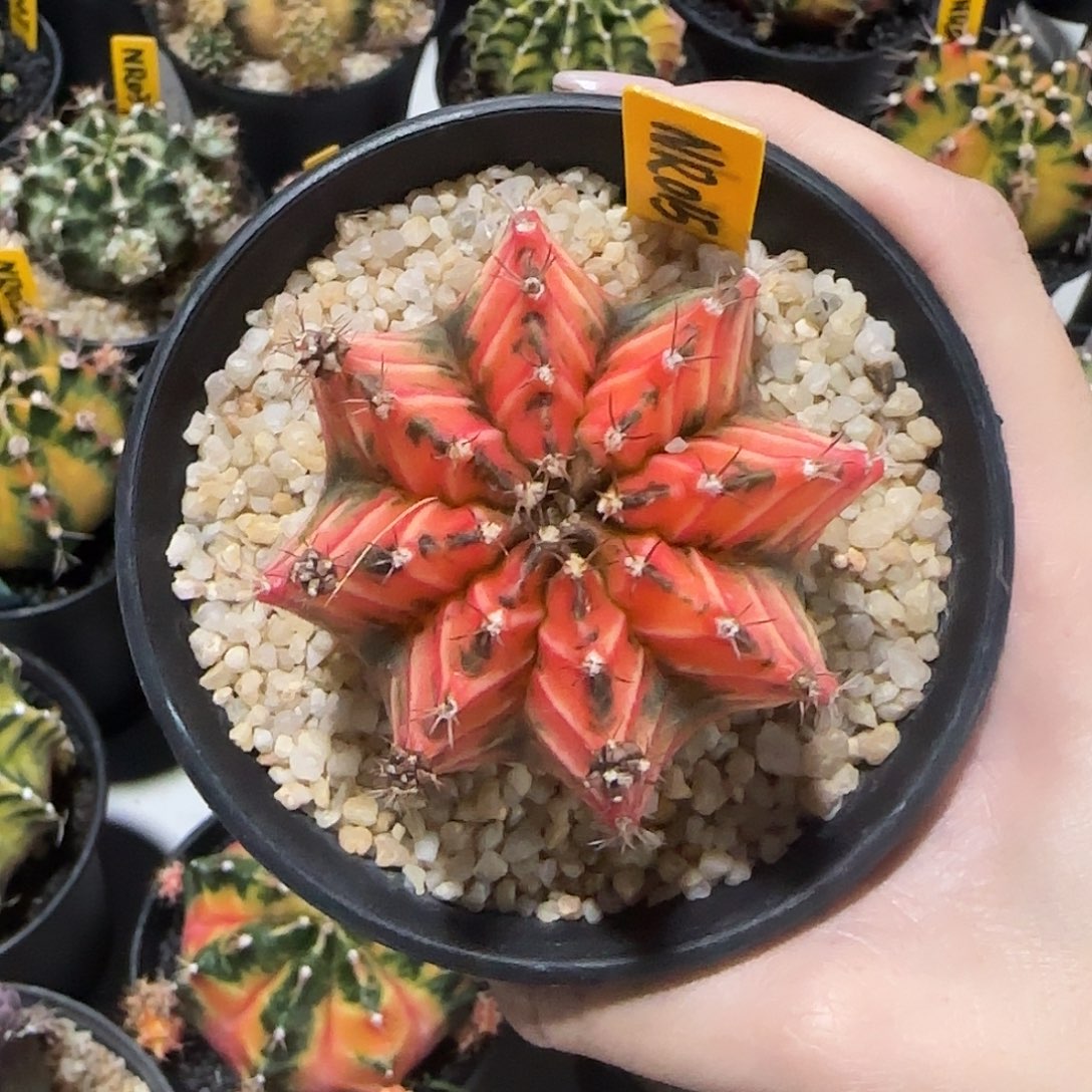 NR015泰国米哈红虎斑