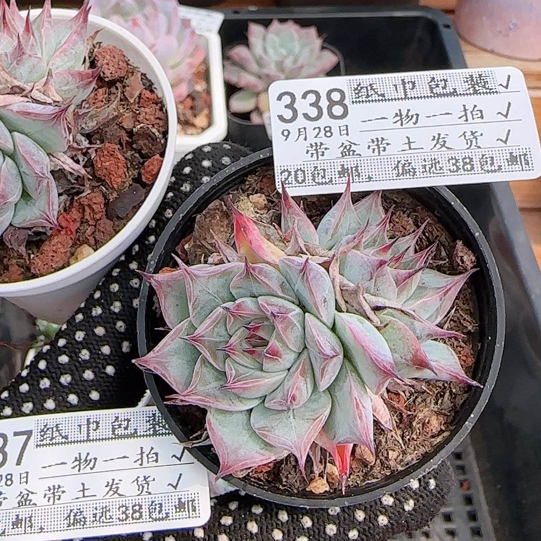 刺***刺多肉0928--338福利