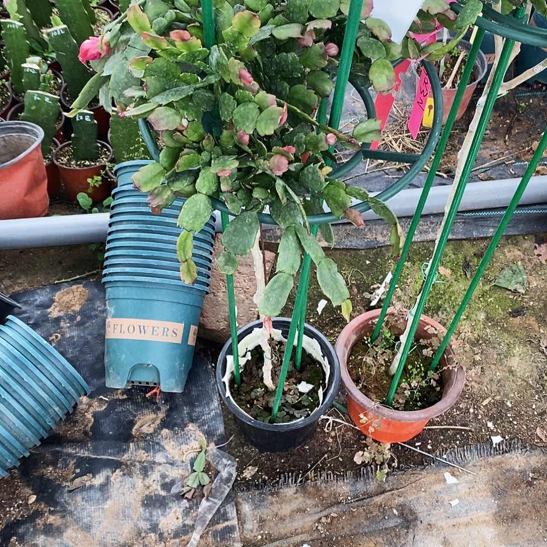 桔****完全开放福利款福利树型