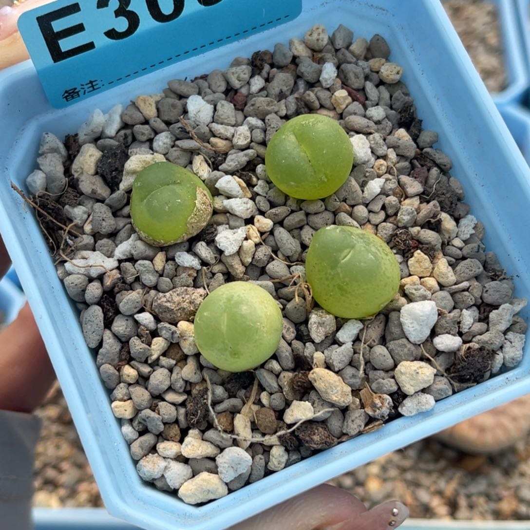 3093拉登4颗脱土发货