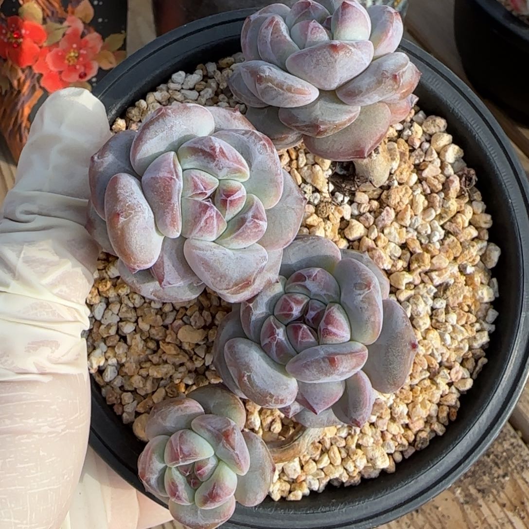 突尼斯星影发货多肉有砍