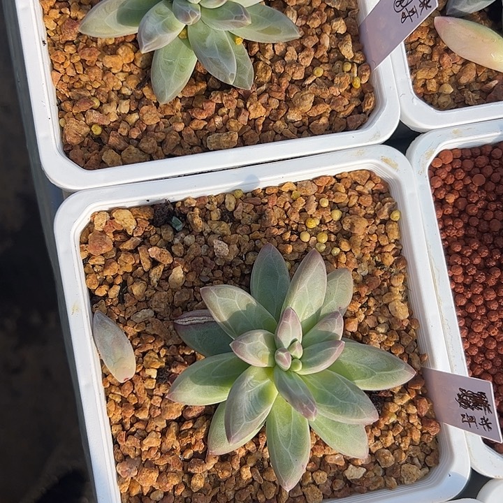 米***哥雪戴莉两个11111111