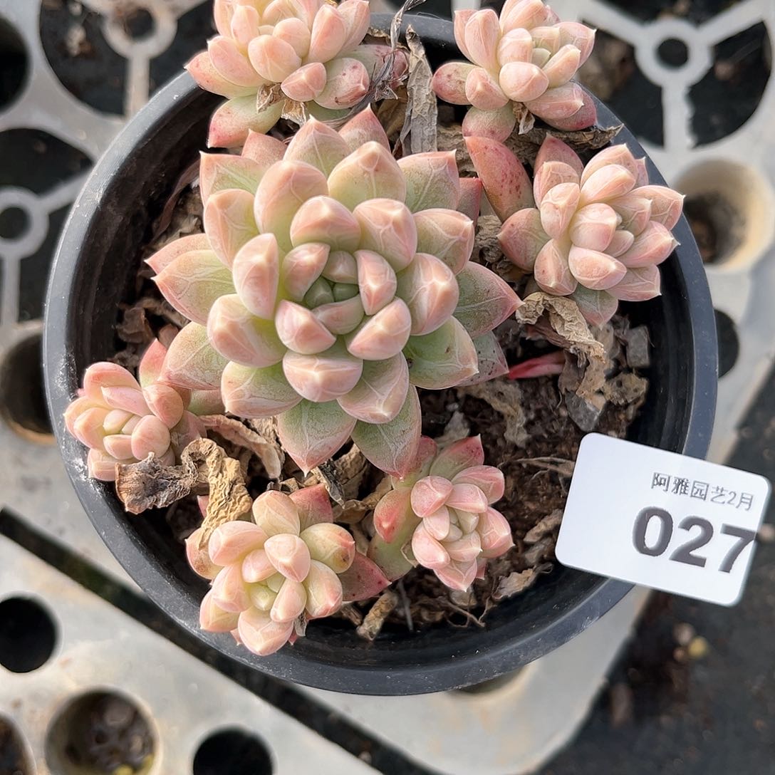 阿雅园艺。    027