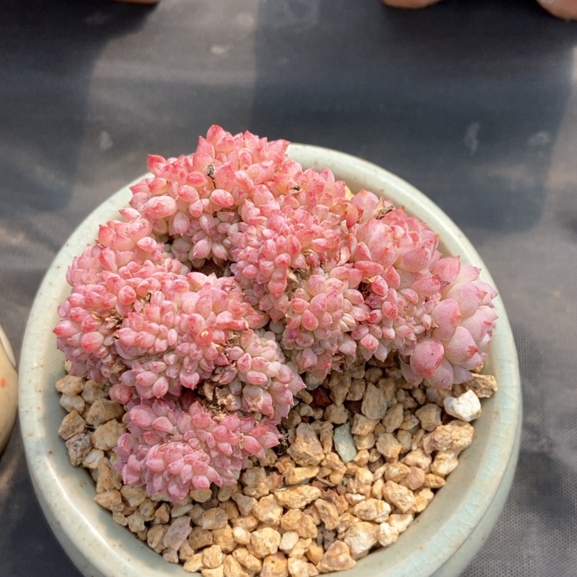 【闪购商品】白胖子杂带盆