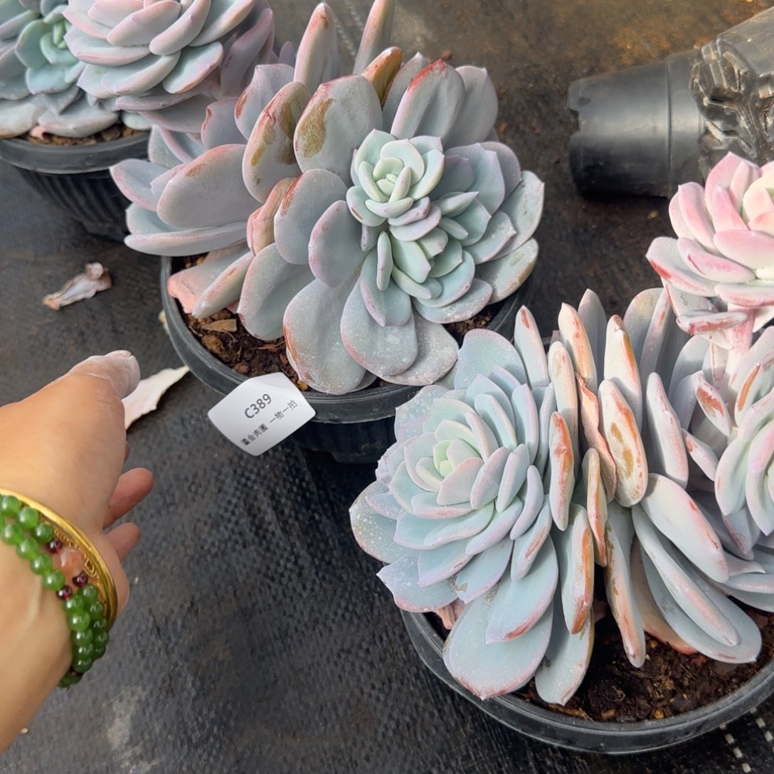 甜***iC389奶茶飘枝2颗 